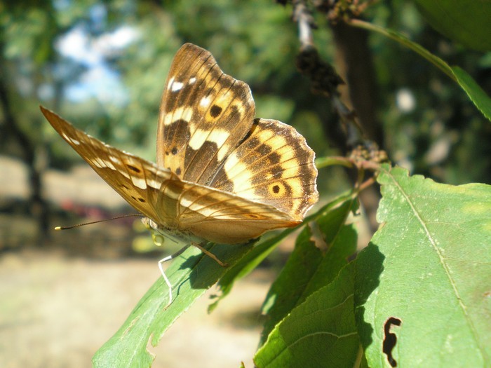 elogio all''Apatura ilia